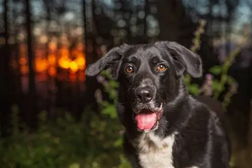 बॉर्डर कॉली लैब मिक्स (बोराडोर) कुत्ते की नस्ल: चित्र, जानकारी, देखभाल गाइड & लक्षण