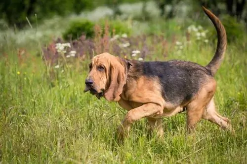 Bloodhound ውሻ ዝርያ፡ ሥዕሎች፣ መረጃ፣ የእንክብካቤ መመሪያ፣ የሙቀት መጠን & ባህሪያት