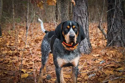 Руководство по породе собак Bluetick Coonhound: информация, изображения, уход & Еще