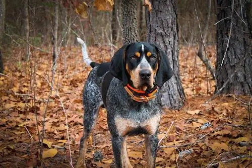 Průvodce plemenem psa Bluetick Coonhound: Informace, obrázky, péče & Více