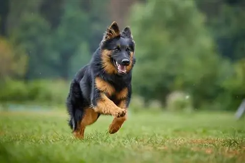 Race de chien de berger bohémien : informations, photos, guide d'entretien & Plus