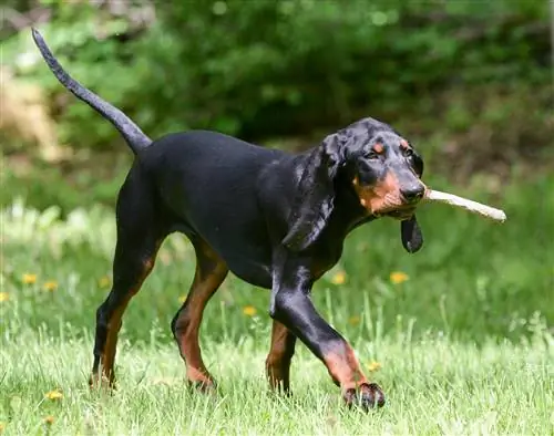 Raça de cão Coonhound preto e castanho: informações, fotos, guia de cuidados, características & Temperamento