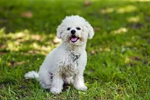Bichon Frize Dog Breed: Info, Pictures, Care Guide, Temperament & بیشتر
