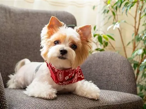 Ghid rasei de câini Biewer Terrier: informații, imagini, îngrijire & Mai mult