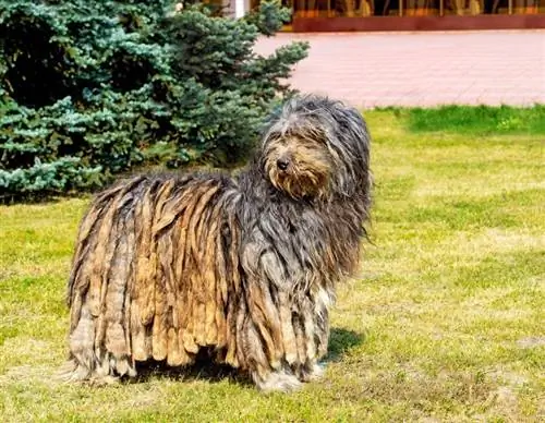 Bergamasco Sheepdog Cins: Bələdçi, Məlumat, Şəkillər, Qulluq & Daha çox