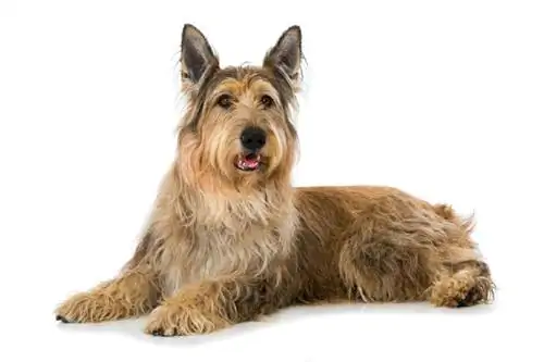 Berger Picard Dog Breed Guide: معلومات ، صور ، رعاية & المزيد