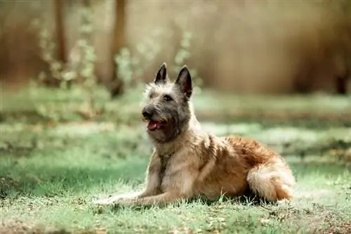 Ghidul rasei de câini Ciobănesc Belgian Laekenois: Poze, Informații, Îngrijire & Mai multe