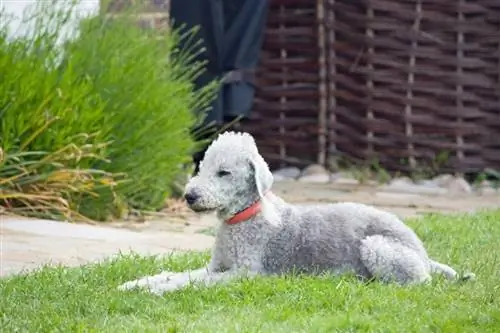 Bedlington Terrier hundrasguide: Info, bilder, skötsel & Mer