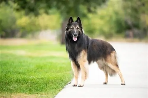 Vodič za pasmine pasa belgijski tervuren: informacije, slike, njega & Više
