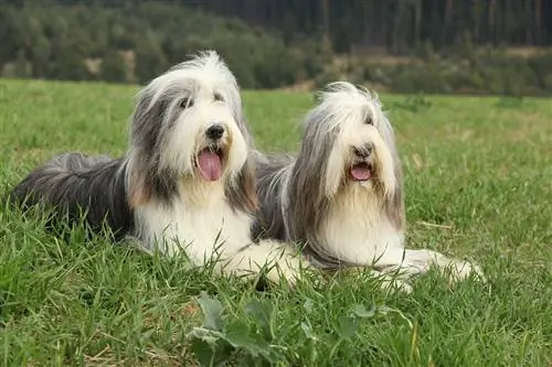 Bearded Collie hunderaseguide: info, bilder, stell & Mer