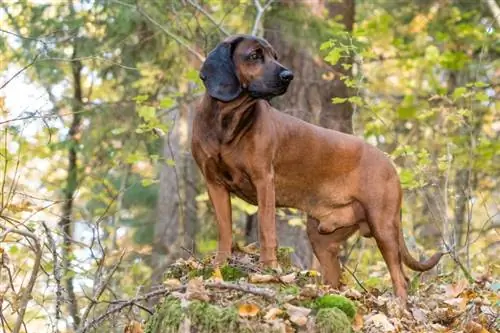 Порода кучета Баварска планинска хрътка: Снимки, информация, черти, & Грижа
