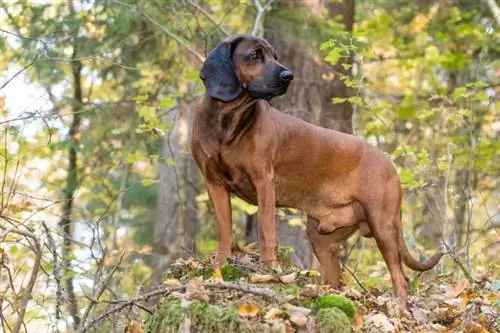 Hunderasse Bayerischer Gebirgsdufthund: Bilder, Infos, Eigenschaften, & Pflege