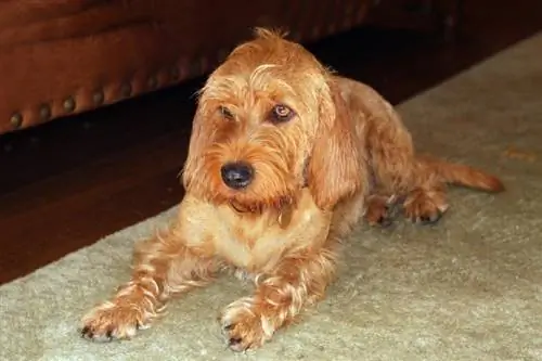 Basset Fauve de Bretagne Dog Breed Guide: Info, Pictures, Care & Më shumë