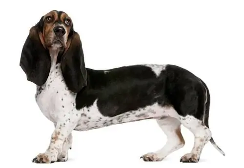 Бассет Артезиен Норманд нохойн үүлдрийн гарын авлага: Мэдээлэл, зураг, арчилгаа & Илүү их