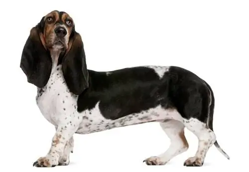 Basset Artesien Normand Dog Breed Guide: Info, Pictures, Care & Më shumë