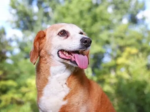 Bagle Hound (Beagle & Basset Hound Mix) Raza de perro: ¡Información, imágenes, cuidado y más
