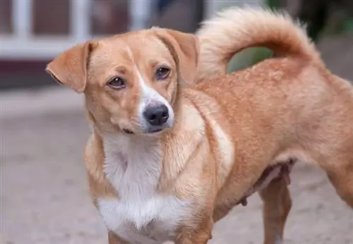 מדריך לגזע כלבי פינשר אוסטרי: מידע, תמונות, טיפול & עוד