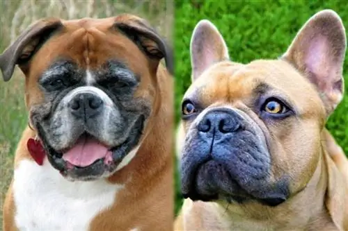 Banter Bulldogge (Boxer & Bulldog Mix) Plemeno psa: Obrázky, Průvodce péčí & Vlastnosti