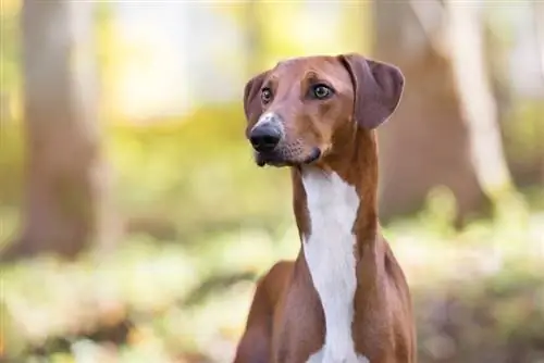 Azawakhi koeratõujuhend: info, pildid, hooldus & Veel