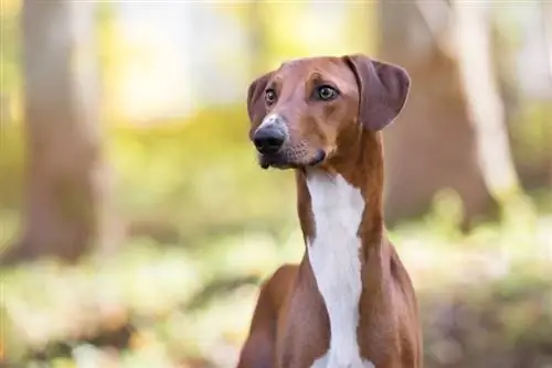 Azawakh Köpek Irk Rehberi: Bilgi, Resimler, Bakım & Daha Fazlası