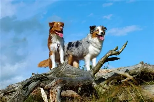 Raca Australian Shepherd Dog: Informacion, Foto, Origjina & Karakteristikat