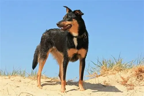 מדריך לגזע כלבי קלפי אוסטרלי: מידע, תמונות, טיפול & עוד