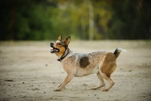 Australijos Stumpy Tail galvijų šunų veislė: informacija, nuotraukos, priežiūra & Daugiau