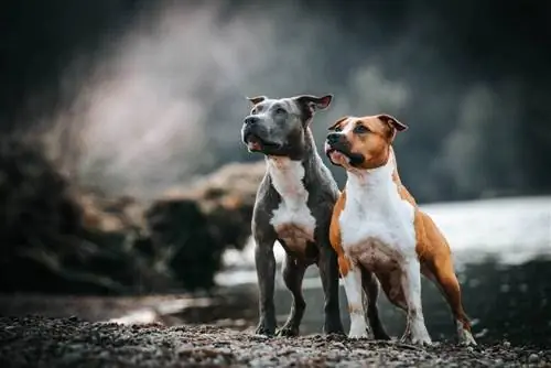 Amerikiečių Stafordšyro terjero šunų veislė: Informacija: nuotraukos, priežiūra, temperamentas & bruožai