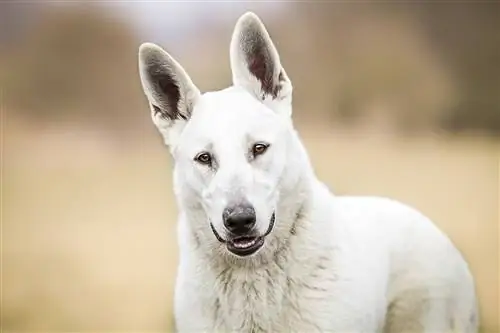 American White Shepherd Dog Breed: Cov duab, Cov Ntaub Ntawv, Phau Ntawv Qhia Kev Kho Mob & Cov yam ntxwv