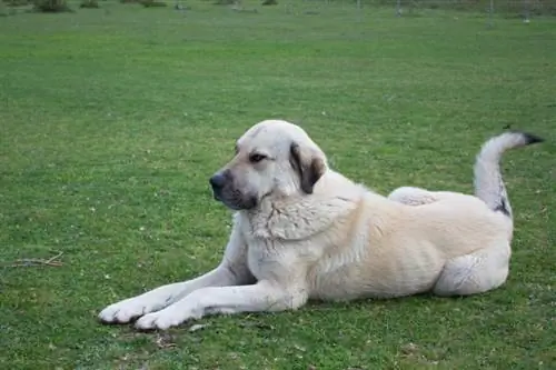 Anatolian Shepherd Dog Breed: Impormasyon, Mga Larawan, Pangangalaga, Mga Katotohanan & Higit Pa