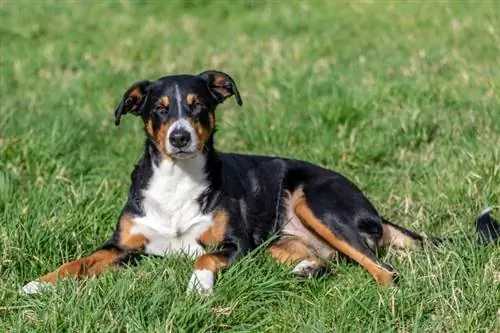 Appenzeller Sennenhund Hundras: Info, bilder, skötsel & Mer