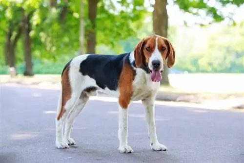 Informació sobre la raça de gossos Foxhound americà: imatges, cura, temperament & Trets