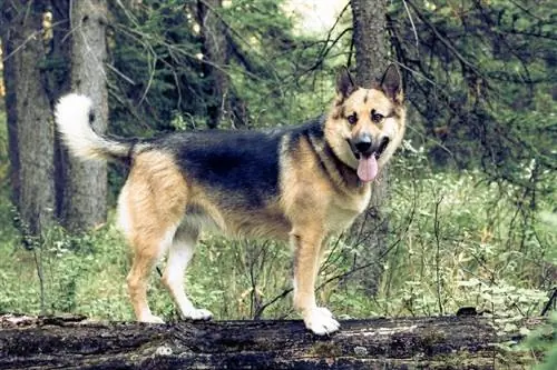 גזע כלבים אלזסי אמריקאי: תמונות, מדריך טיפול, טמפרמנט & תכונות