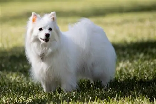 American Eskimo Dog Breed: Pictures, Care Guide & Traits