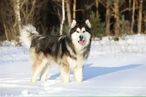 Informació sobre la raça de gossos Alaskan Malamute: imatges, guia de cura, temperament & Trets