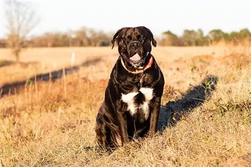 Америкийн Бульдог лабораторийн холимог нохойн үүлдэр: мэдээлэл, зураг, арчилгааны гарын авлага & шинж чанарууд