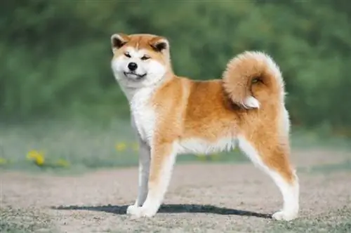 Plemeno psa Akita: Informace, Obrázky, Péče, Vlastnosti & Povaha