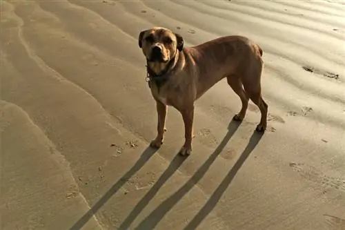 Amerikansk Bandogge Mastiff Hunderace: Billeder, info, pleje & Mere