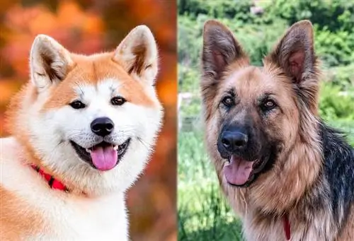 Raça Akita Shepherd Dog: Informações, Fotos, Temperamento, Cuidados & Mais