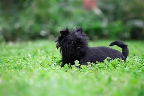 Affenpinscher hunderaseguide: info, bilder, stell & Mer