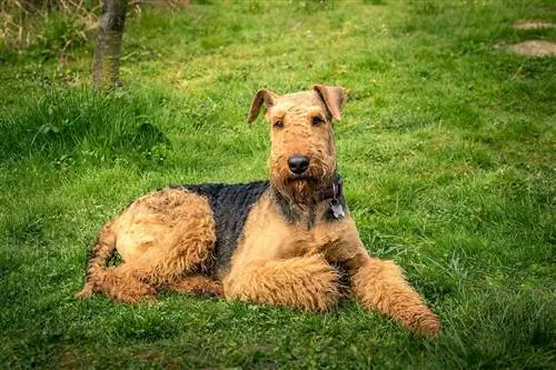 Rasa de câini Airedale Terrier: informații, imagini, ghid de îngrijire, temperament & Trăsături