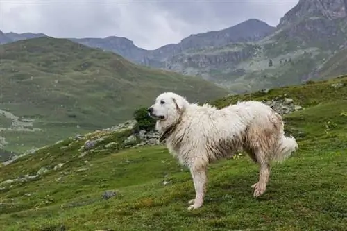 Udhëzues i racës së qenve të mëdhenj Pyrenees: Informacion, fotografi, kujdes & Më shumë