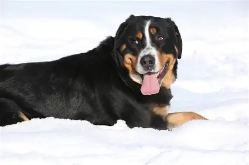 Pasmina velikog švicarskog planinskog psa: slike, vodič, informacije, njega & Više