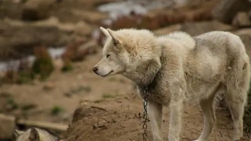 Grönland Köpek Irkı Rehberi: Bilgi, Resimler, Bakım & Daha Fazlası