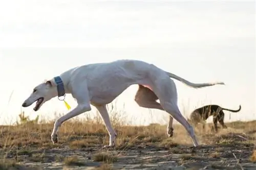 Vodnik po pasmah psov greyhound: informacije, slike, nega & Več