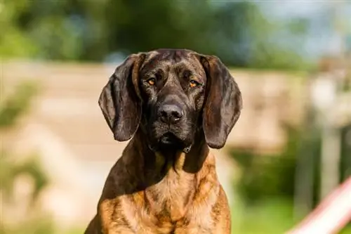 Panduan Baka Anjing Anjing Hanover: Maklumat, Gambar, Penjagaan & Lagi