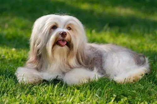 Havanese Dog Breed Guide: Informazioni, Immagini, Cura & Altro