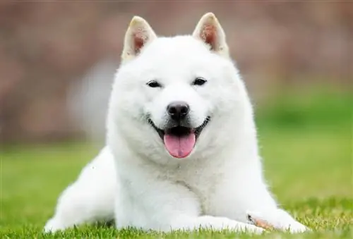 Hokkaido Dog Breed Guide: informazioni, immagini, cura & Altro