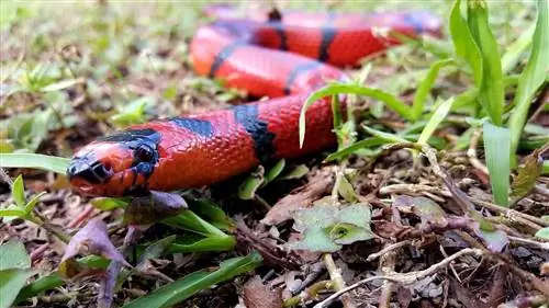 20 types de serpents de lait qui font de grands animaux de compagnie (avec photos)