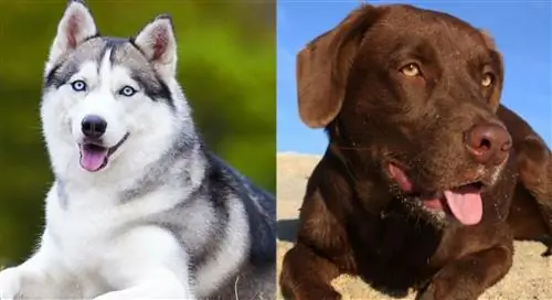 Lab Husky Mix Hunderassenführer: Infos, Bilder, Pflege & Mehr